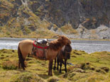 takhi, mongolia wild horses, mongolian horse, wild nature mongolia