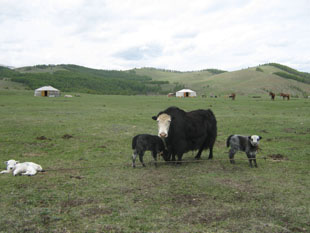 Orhon valley horse trekking tours, Mongolia horse riding trip
